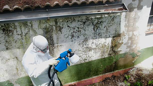 Top rated local Mold Remediation specialists in Pocomoke City, MD